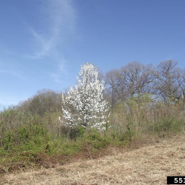 Early Detection Invasive Pear Trees Vermont Invasives